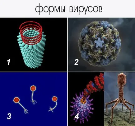 Какво е вирус
