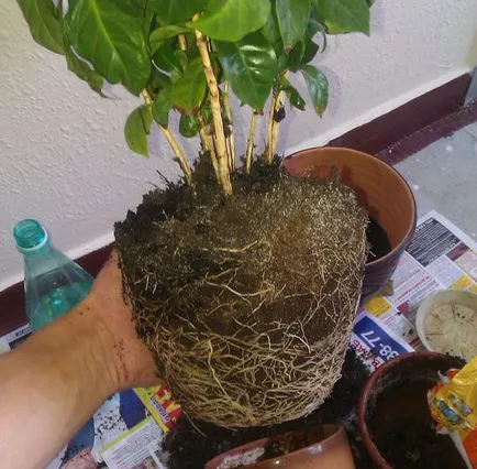 Отглеждане на кафе в дома