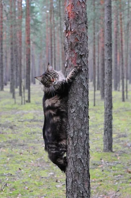 Д. Майн Кун Котки