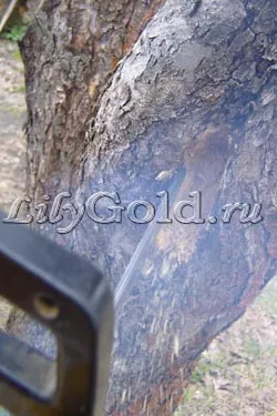 Как да се почисти кората