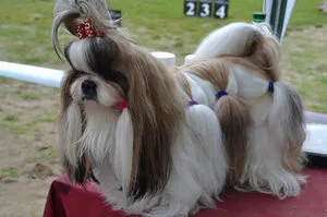 порода куче ши цу