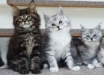 Д. Майн Кун Котки