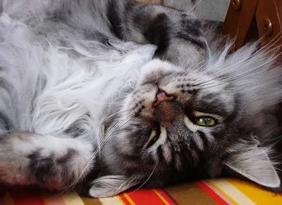 Д. Майн Кун Котки