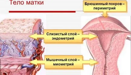 Как да гледам на матката