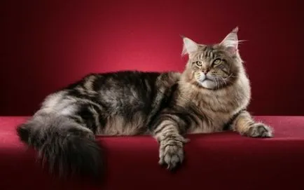 Д. Майн Кун Котки