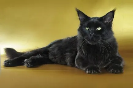 Д. Майн Кун Котки