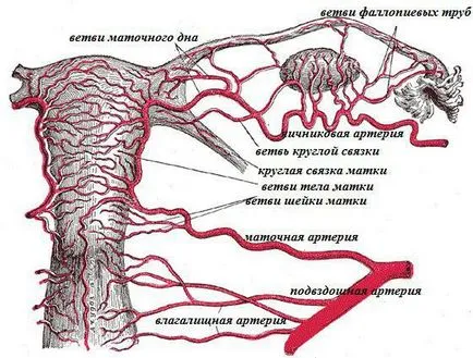 Как да гледам на матката
