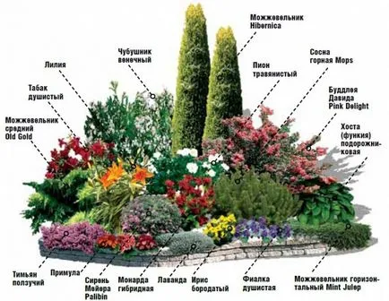 mixborder схема на трайни насаждения mixborder схема на трайни насаждения