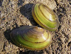 Какво е perlovitsy