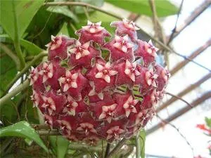 Hoya ги разцвет