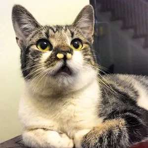 Запушен нос на котка