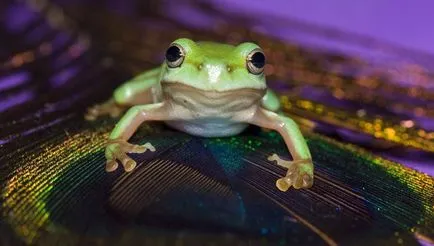 Frog като човек