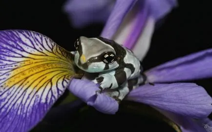 Frog като човек
