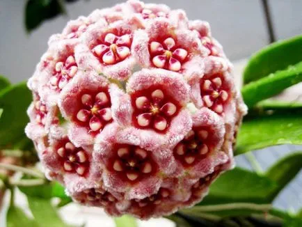 Hoya ги разцвет