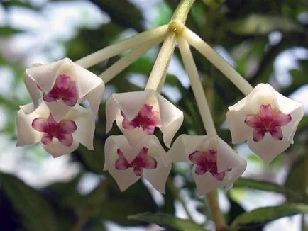Hoya ги разцвет