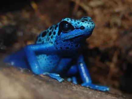 Frog като човек