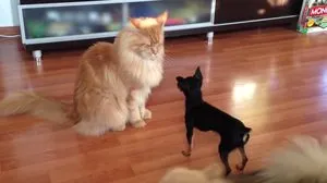 Д. Майн Кун Котки