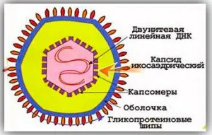 Херпес зостер херпес зостер лечение