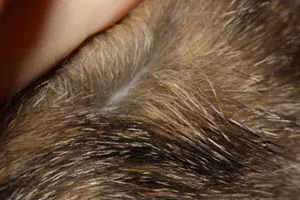 Оцветяване на котешка Оцветяване на котешка