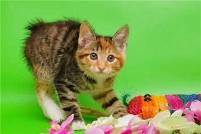 Оцветяване на котешка