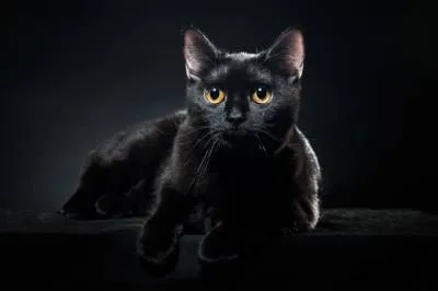 Оцветяване на котешка