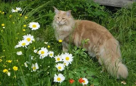 Оцветяване на котешка