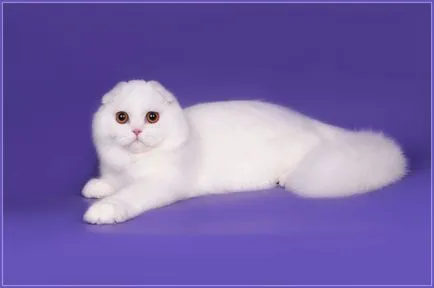 Оцветяване на котешка
