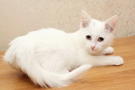 Оцветяване на котешка Оцветяване на котешка
