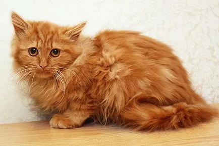 Оцветяване на котешка Оцветяване на котешка