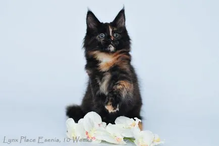Оцветяване на котешка