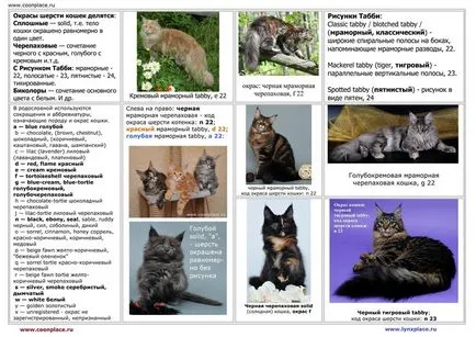 Оцветяване на котешка