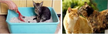 Какво да правите, когато лайна котка