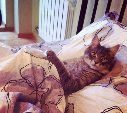 Човекът с глава на котка