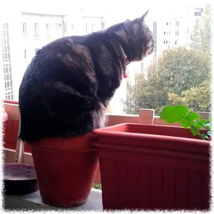Какво да правите, когато лайна котка