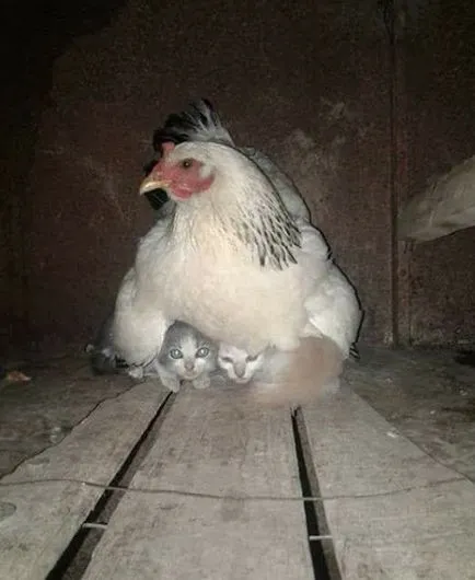 Човекът с глава на котка