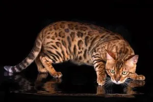 сред котките