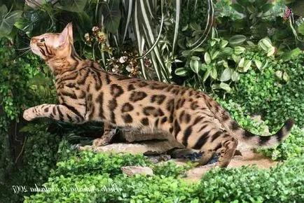 сред котките