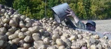 Как да съхранявате картофи