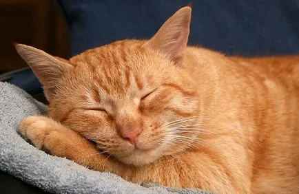 Запушен нос на котка