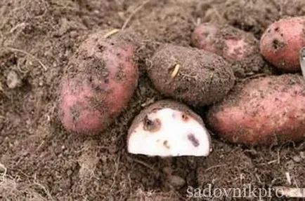 Как да съхранявате картофи