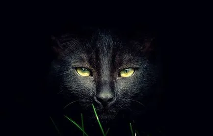 Статии за котки