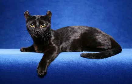 Статии за котки