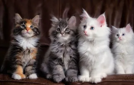 Статии за котки