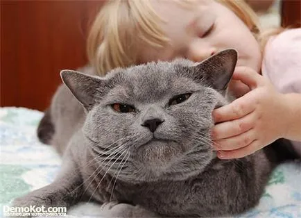 Статии за котки