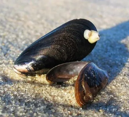 Какво е perlovitsy