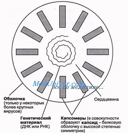 Какво е вирус