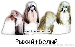 порода куче ши цу