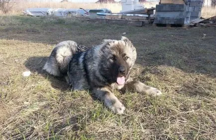 Кавказка овчарка снимка
