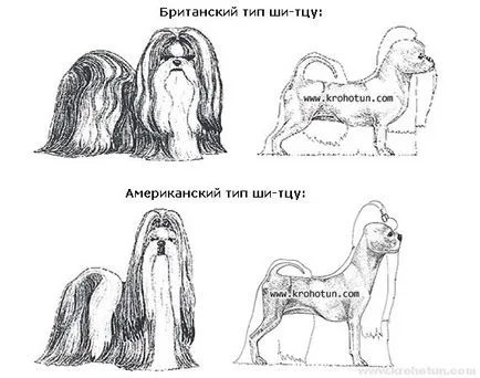 порода куче ши цу
