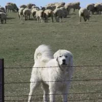 Молоси Кучета